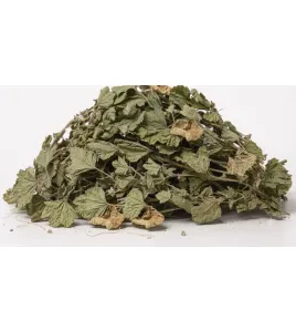 خبيزة