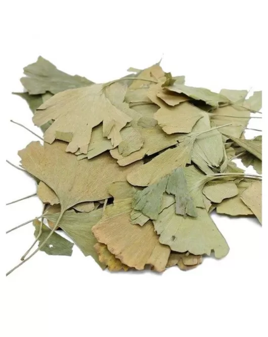 الجنكة-Ginkgo