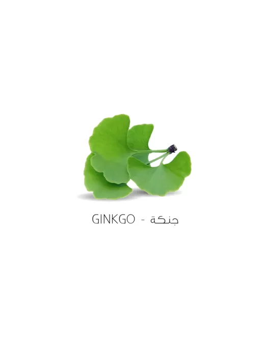 جنكة-Ginkgo 