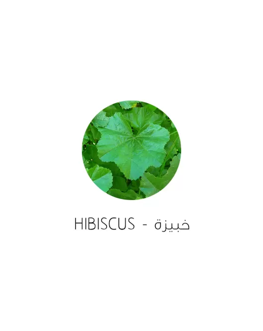 خبيزة-Hibiscus