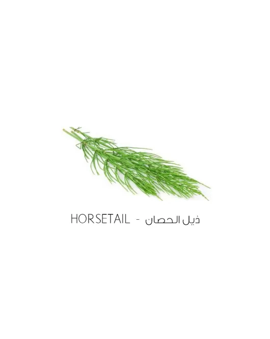 ذيل الحصان-Horsetail