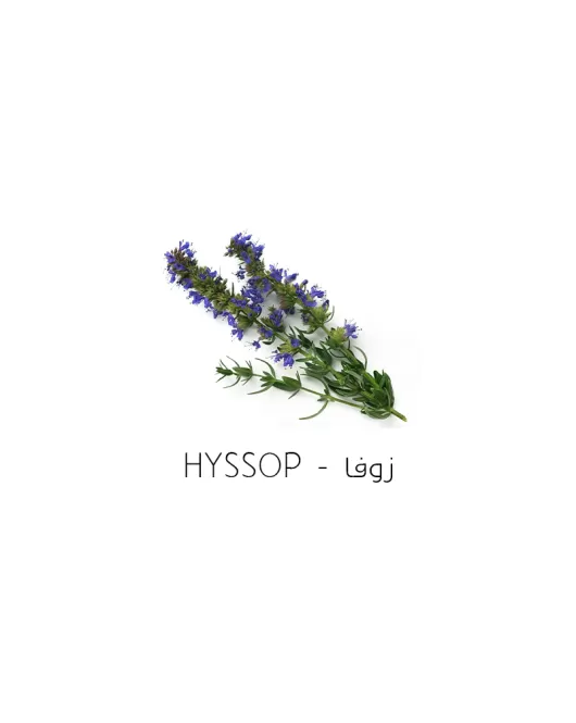 زوفا-Hyssop