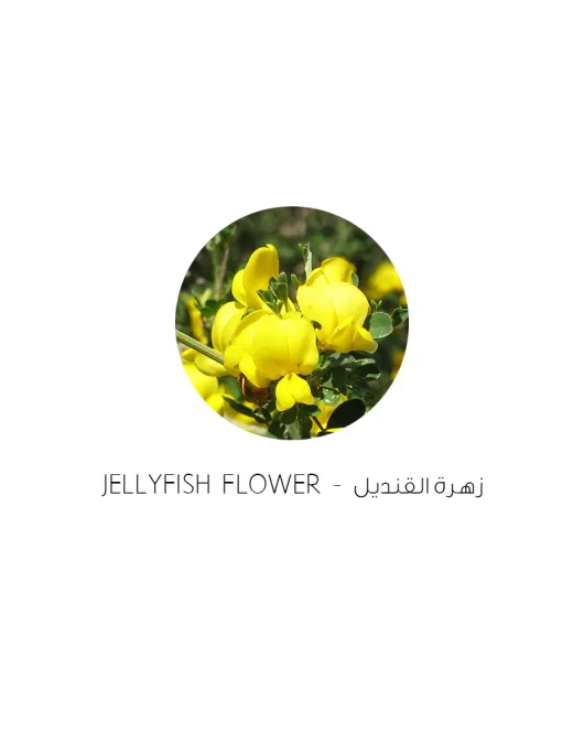 زهرة القنديل-Jellyfish flower