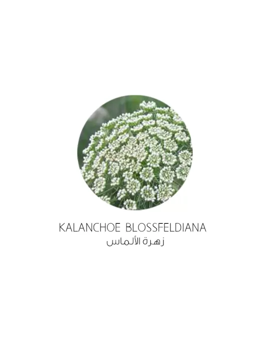 زهرة الألماس-Kalanchoe blossfeldiana