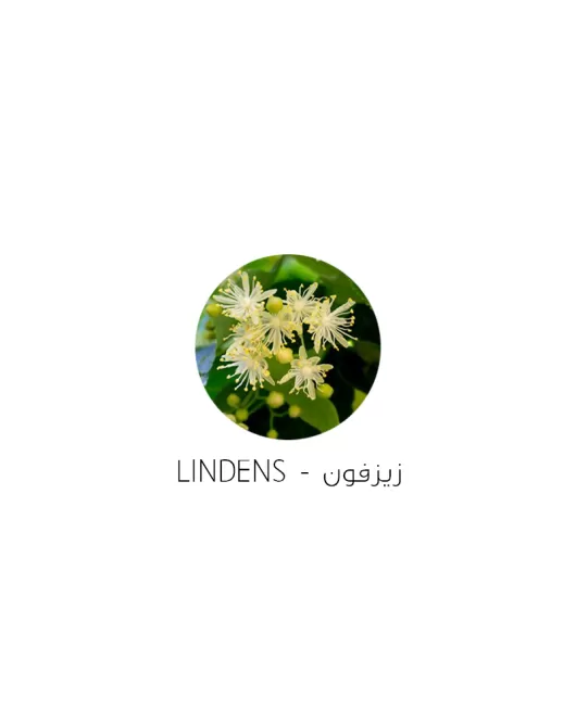 زيزفون-Lindens