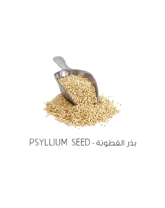 بذر القطونة/سباغول-Psyllium seed