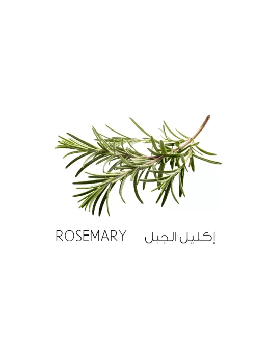 إكليل الجبل-Rosemary