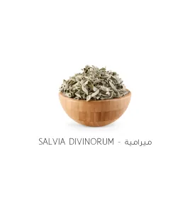 قصعين او ميرامية-Salvia divinorum