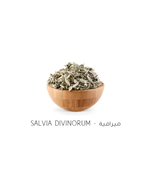 قصعين او ميرامية-Salvia divinorum