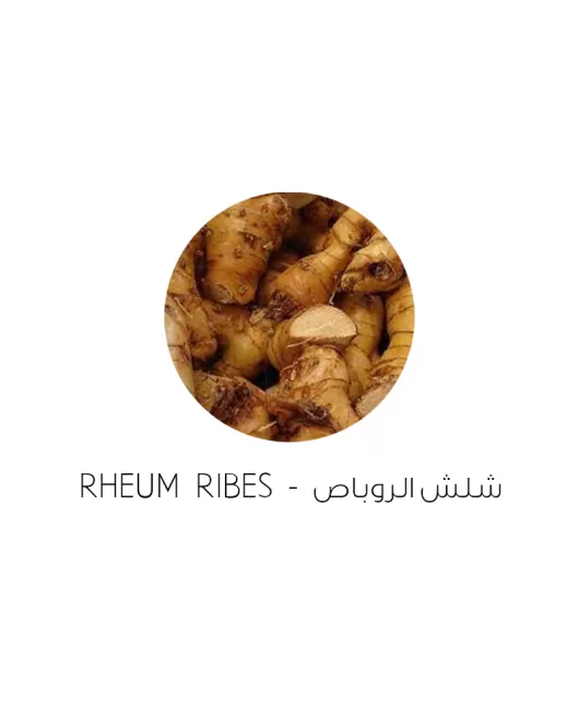 شلش الروباص-Rheum Ribes