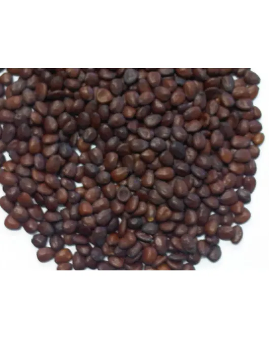 بزر خرنوب