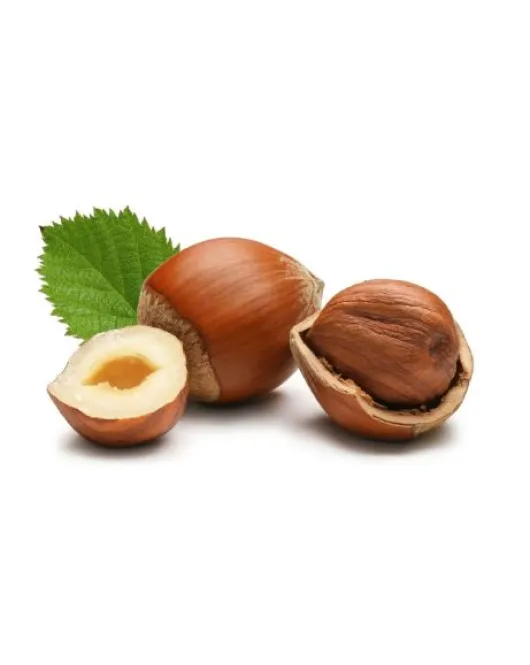 بندق
