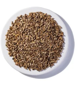 بذر شوك الجمل