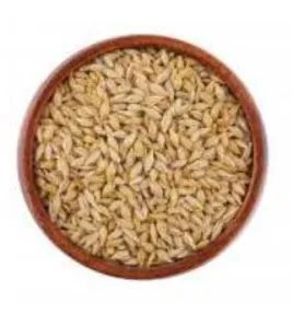 شعير حب مقشور