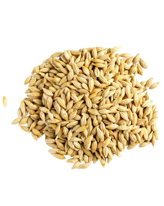 شعير حبوب-Barley grains