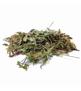 كزبرة البئر