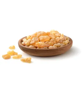 لبان الذكر كبير