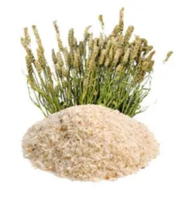 psyllium
