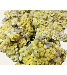 زهرة الألماسة