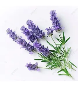 زهرة اللافندر